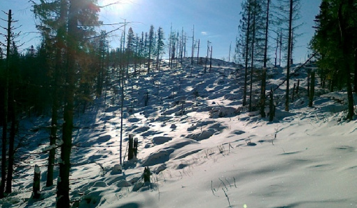 Pipítka pod snehom - január 2012 